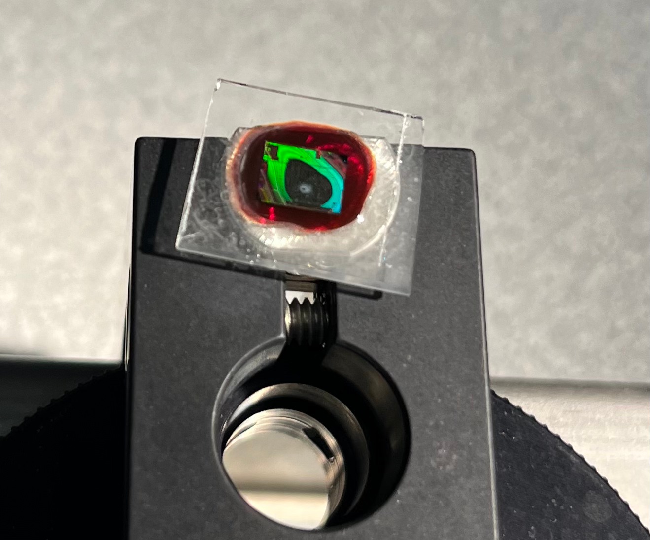 Mounted chip specimen prepared for microscopy